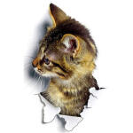 Gatinho 3d Adesivo Pvc 23x16cm Decoração Parede Geladeira - Imagem 4